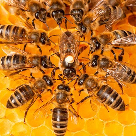 CAEPA Abeja Reina fecundada