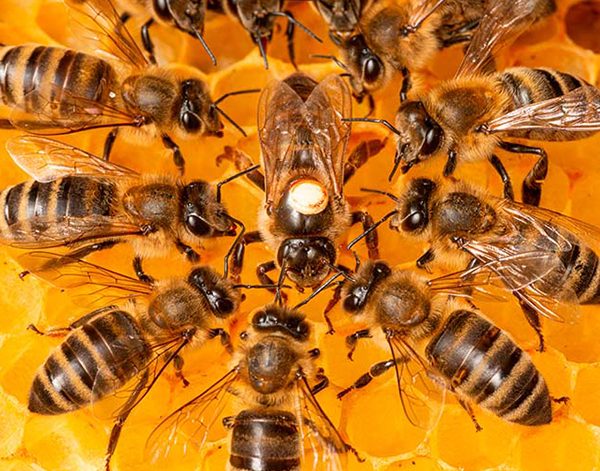 CAEPA Abeja Reina fecundada CAEPA Abeja Reina fecundada