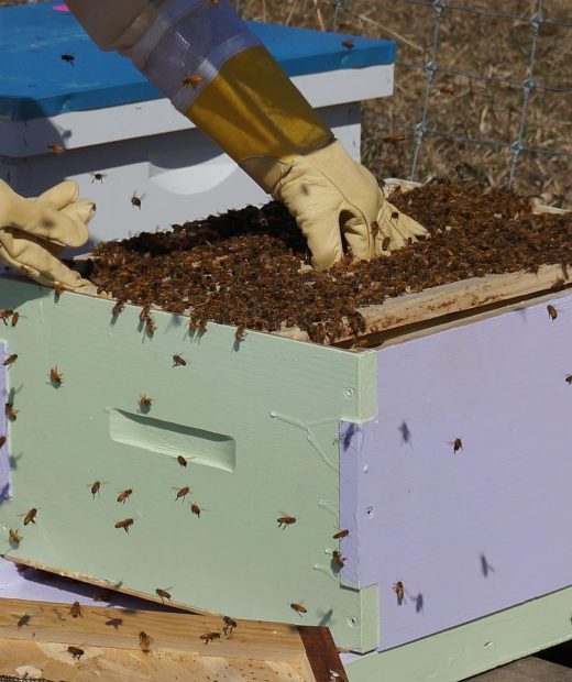 beekeeping-1537156_1920 beekeeping-1537156_1920
